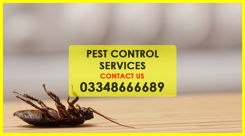 Pest Control Services